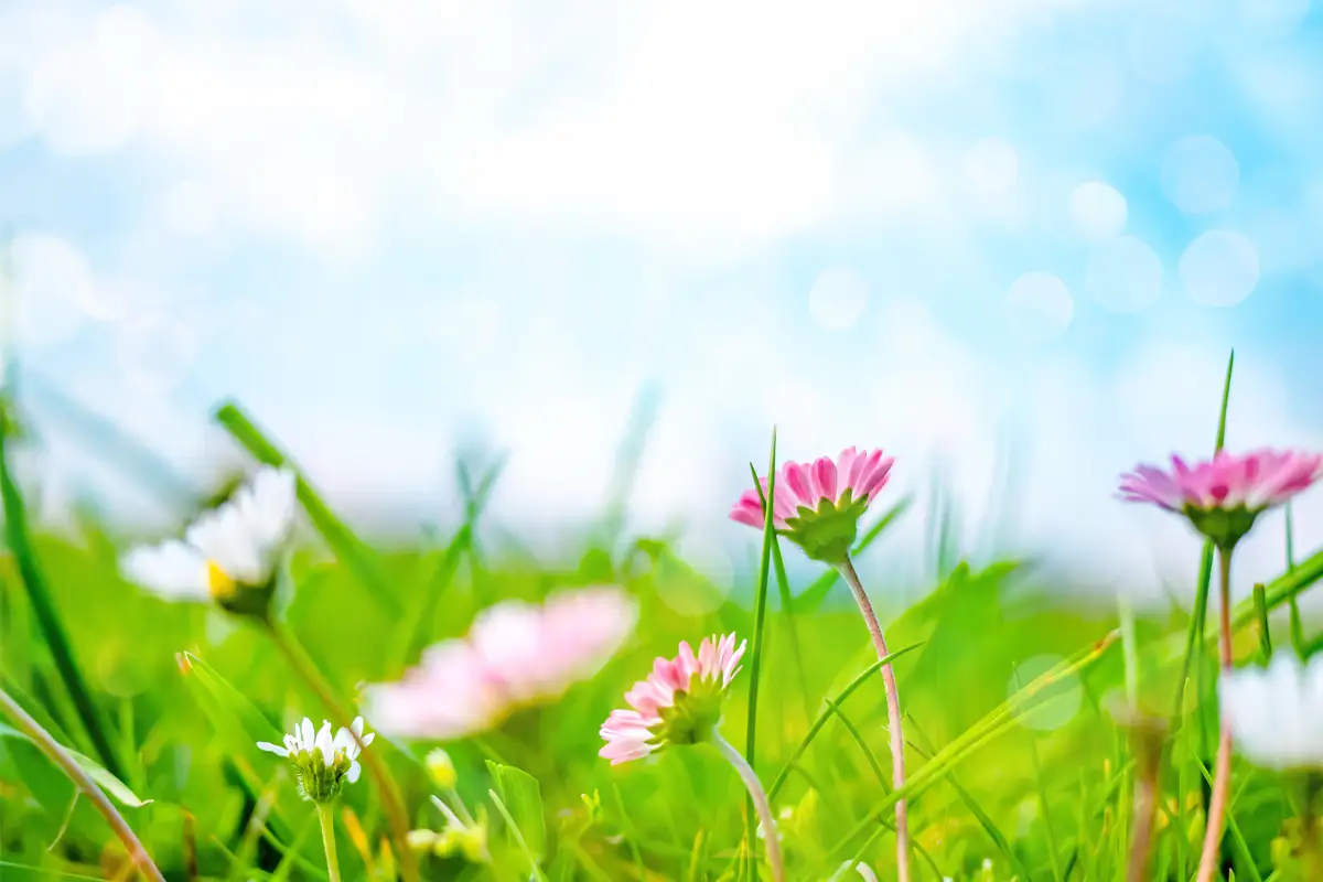 flores en primavera