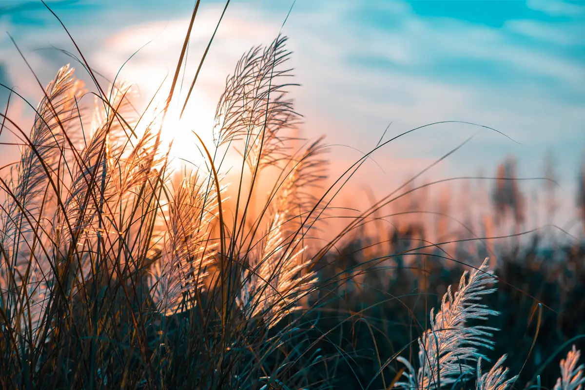 naturaleza al atardecer
